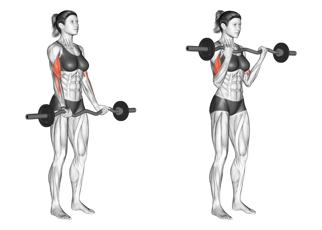 ez barbell curl