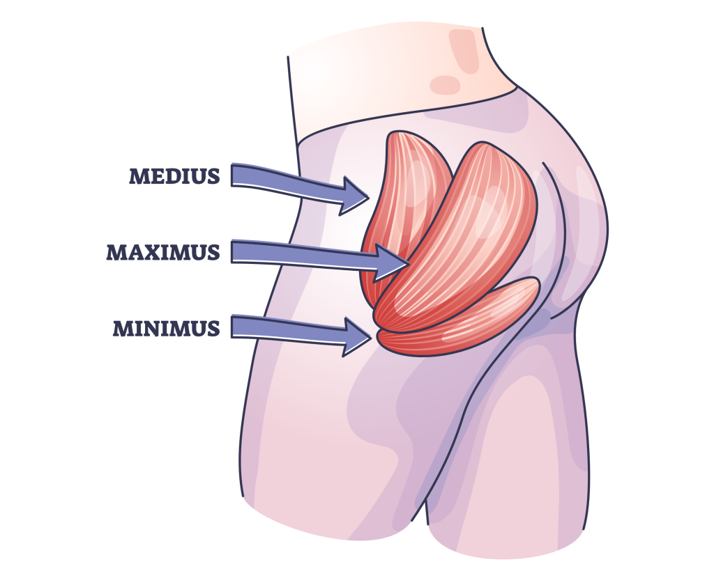 gluteal muscle orientation
