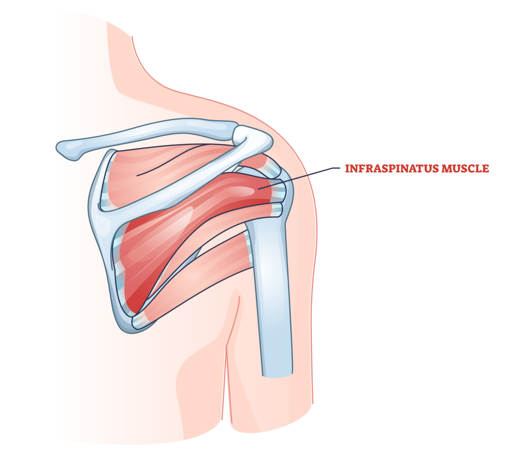 infraspinatus muscle