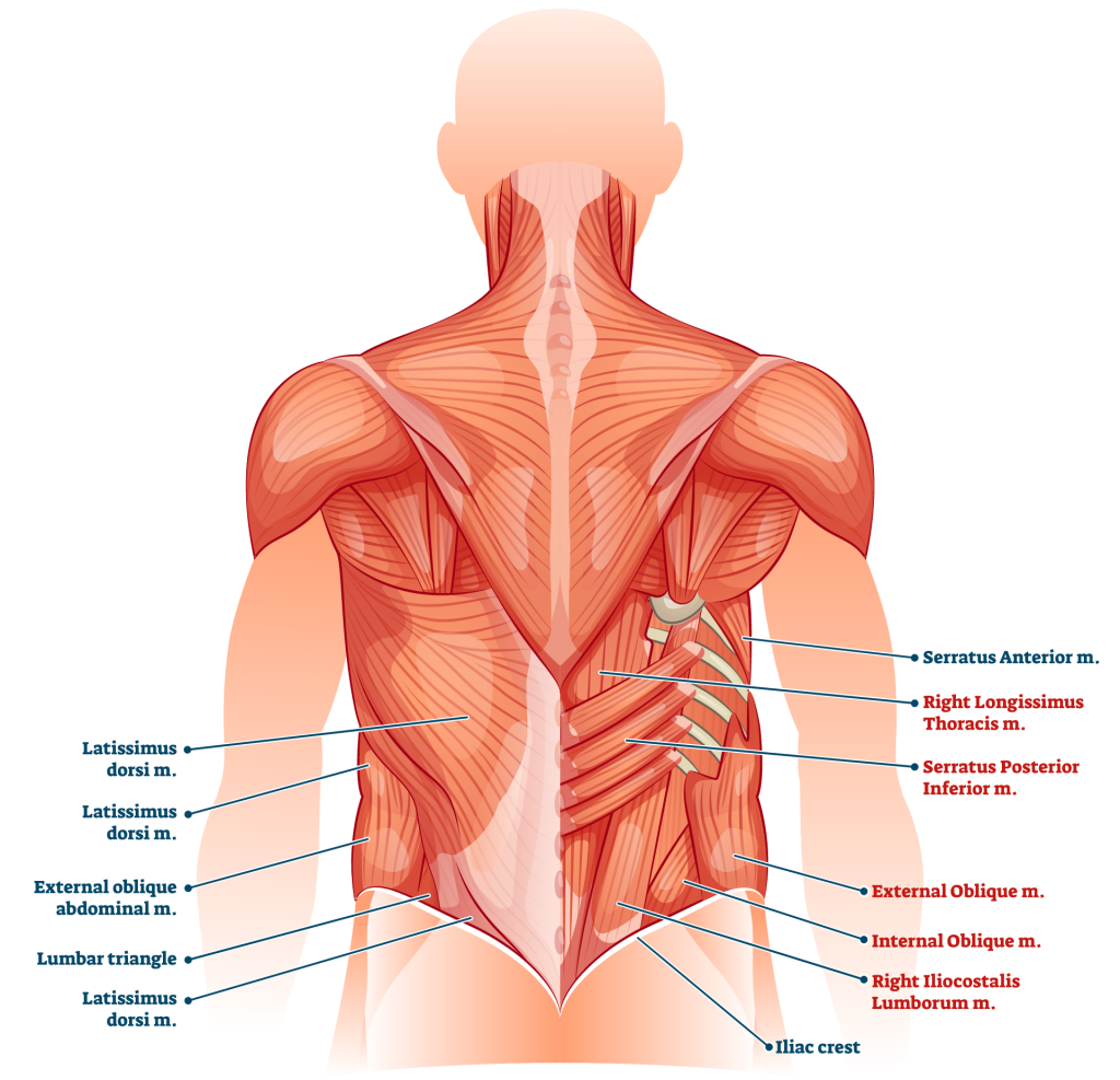 lower back muscles