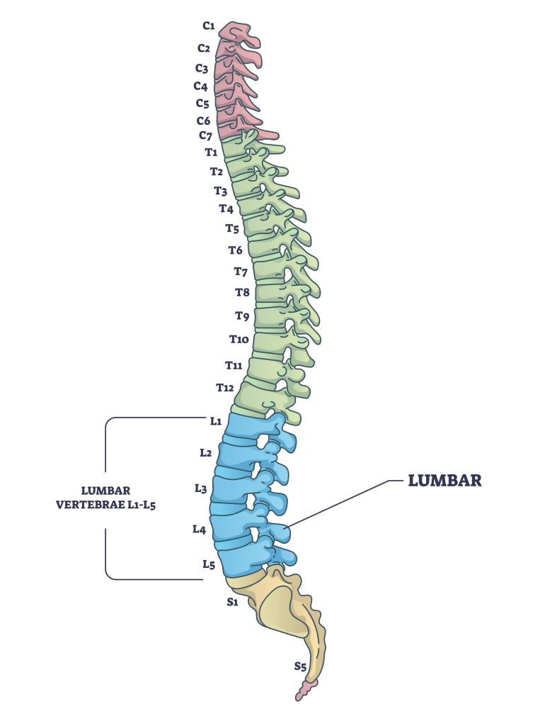 lumbar vertebrae