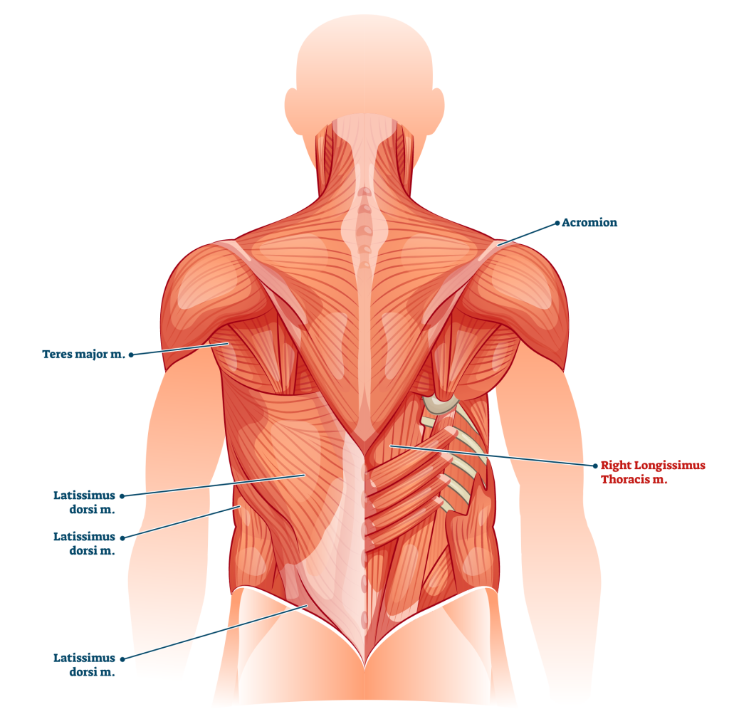 pull up shoulder adductors