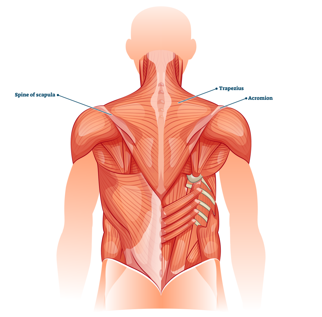 scapular retractors