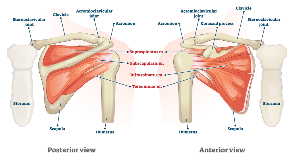 shoulder anatomy