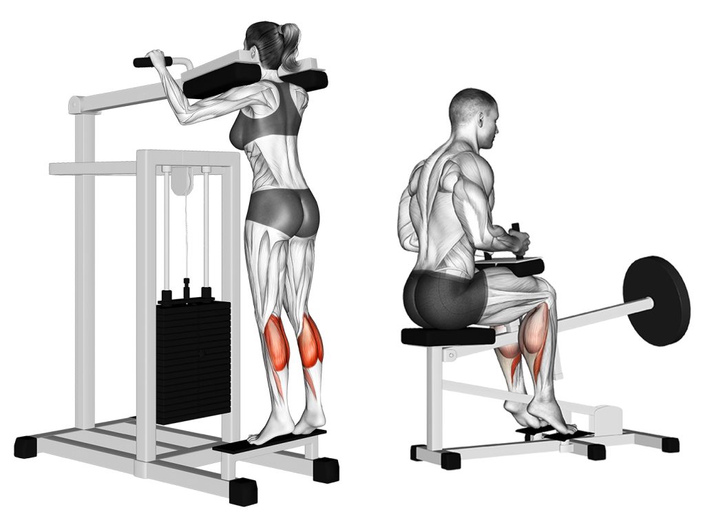 standing and seated calf raises