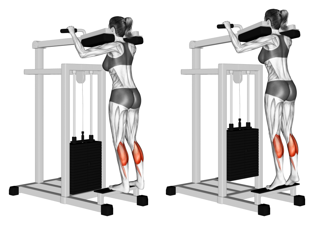 standing calf raise muscles