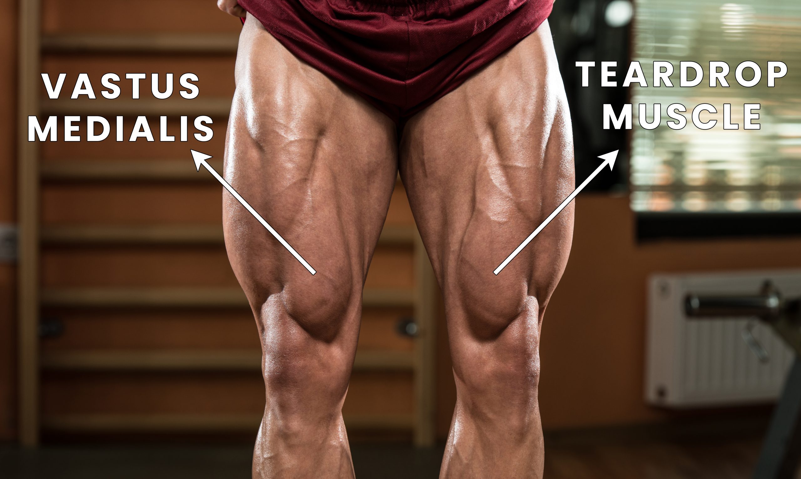 teardrop muscle