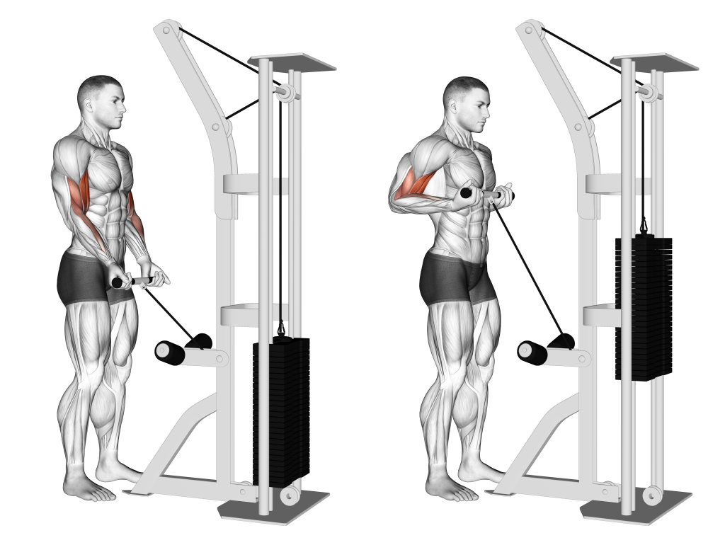 cable drag curl muscles