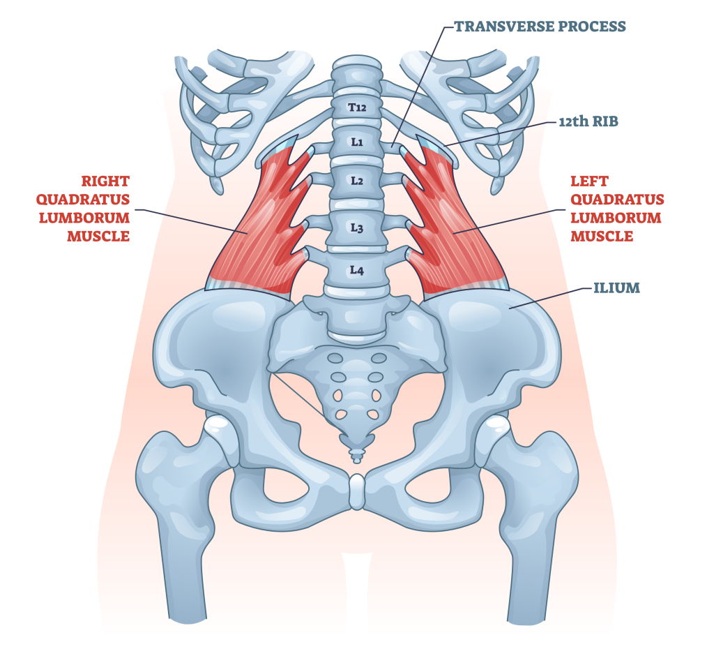 quadratus lumborum