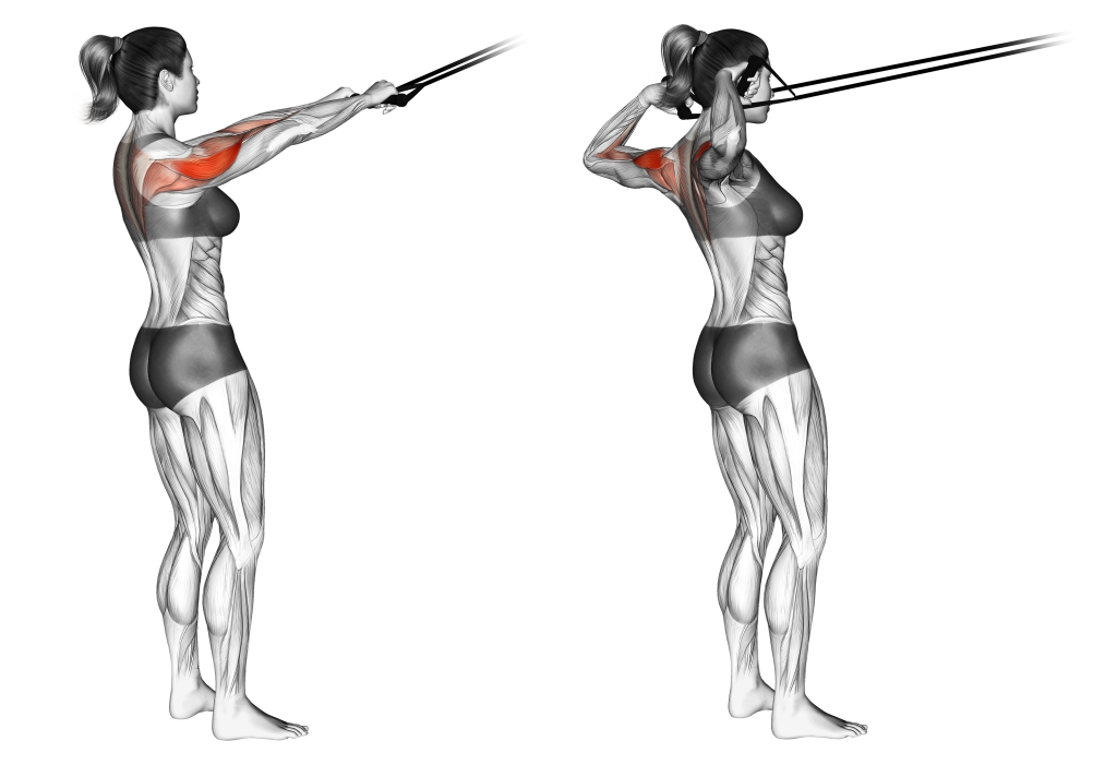 banded face pull muscles