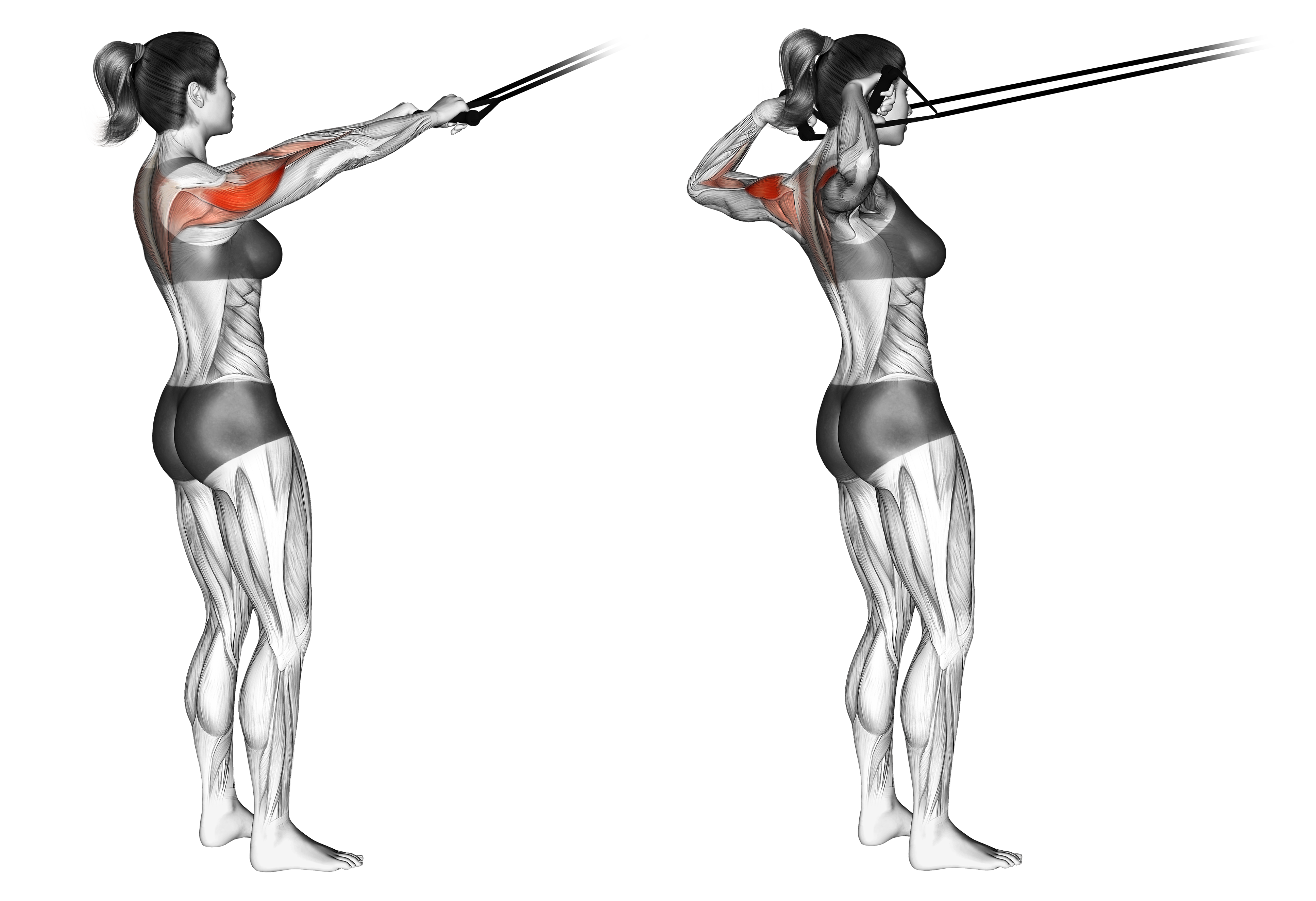 banded face pull muscles
