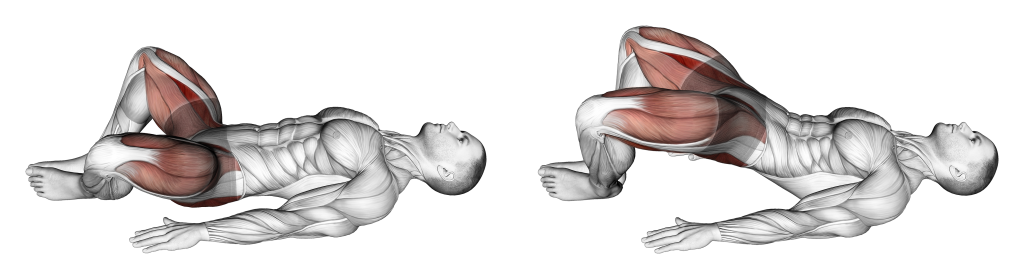 frog hip thrust muscles