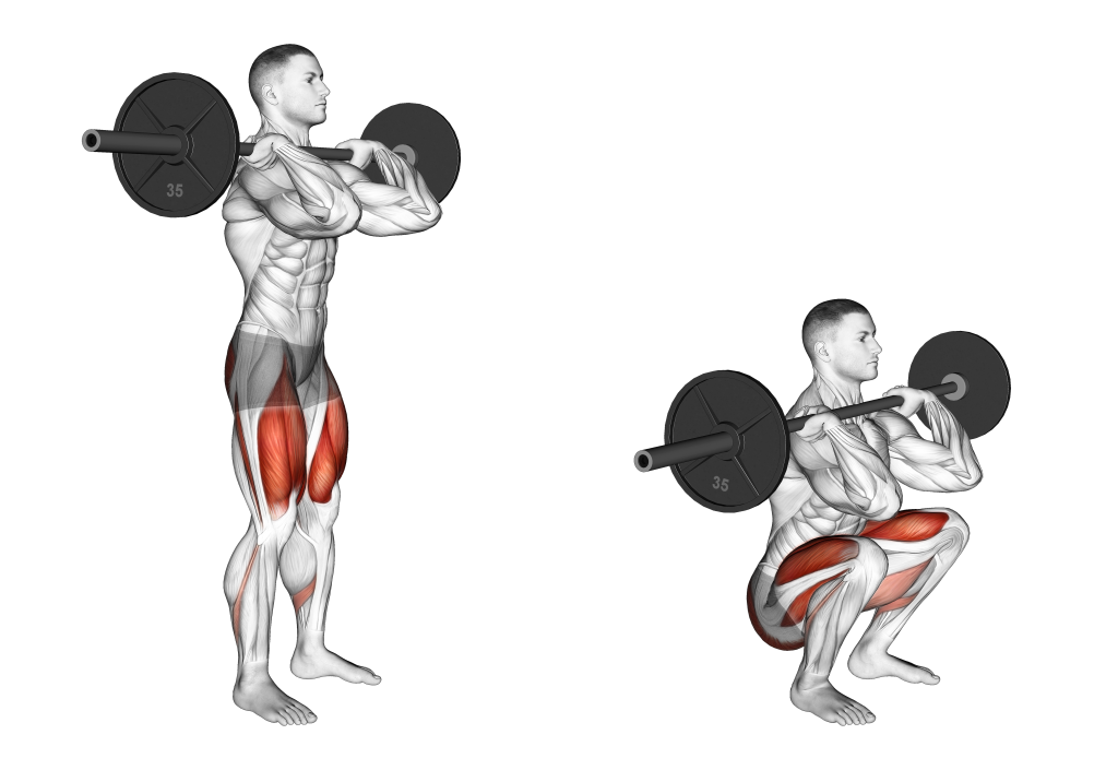 front squat muscles