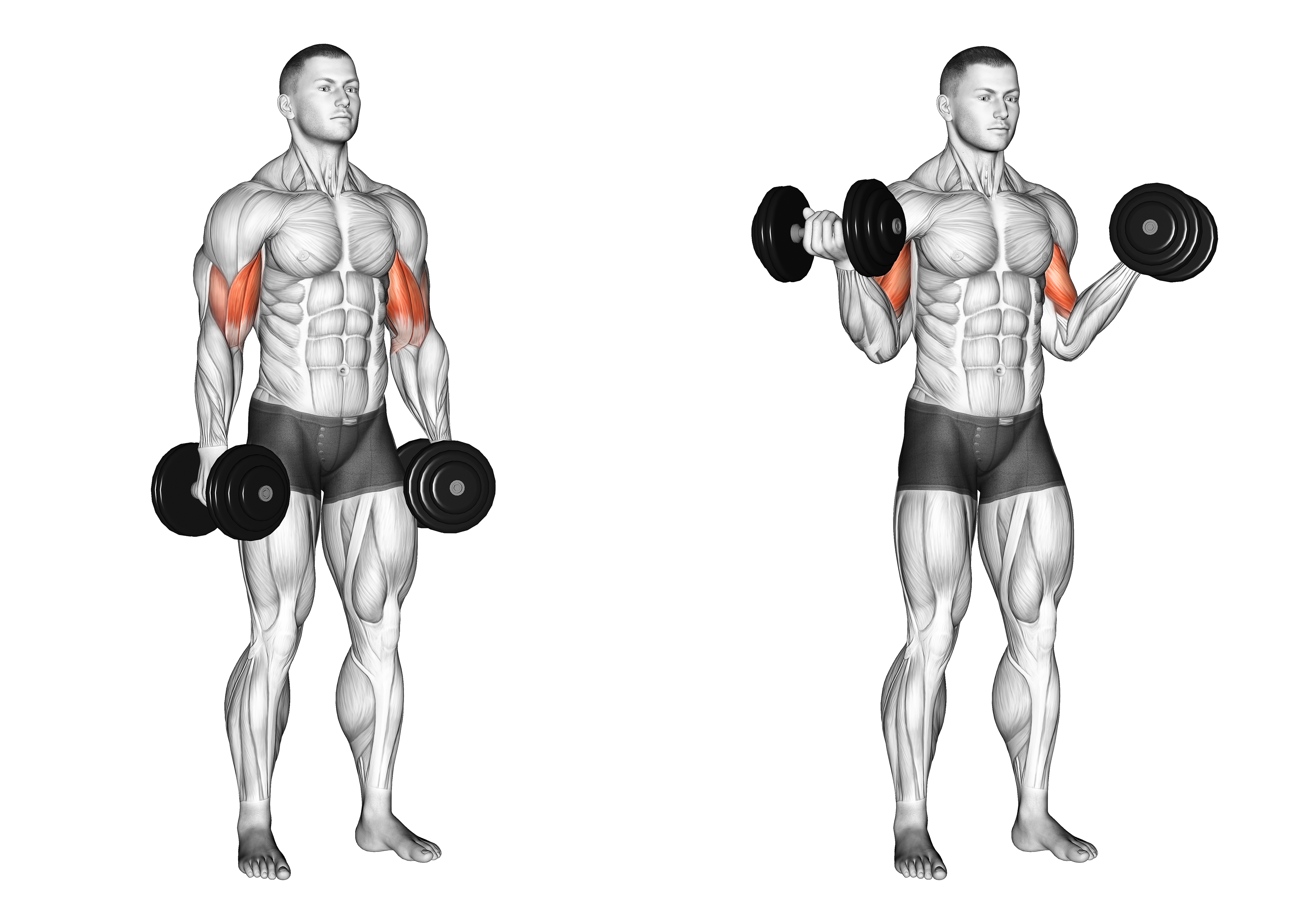 inner bicep curl muscles