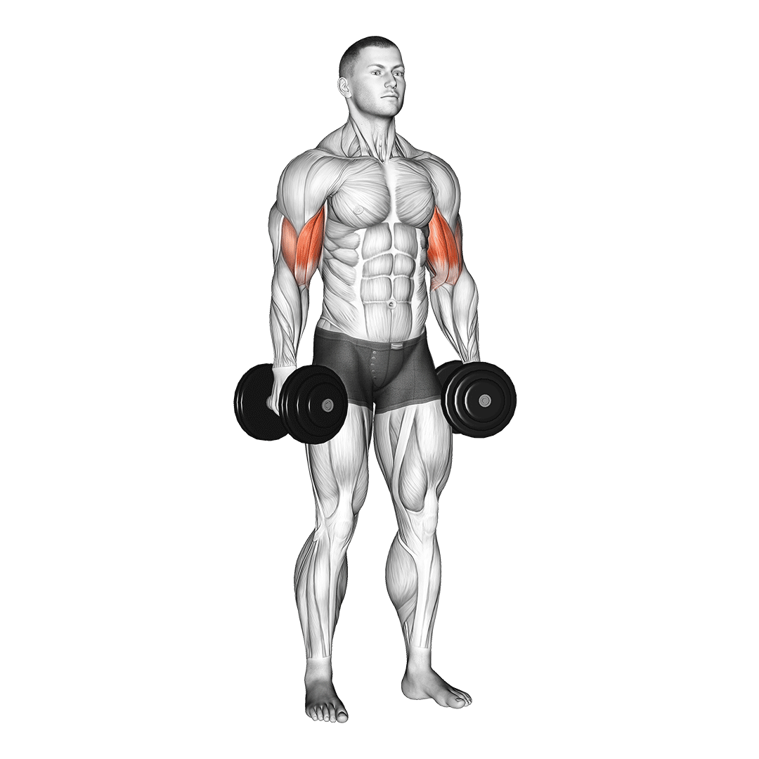 inner bicep curl
