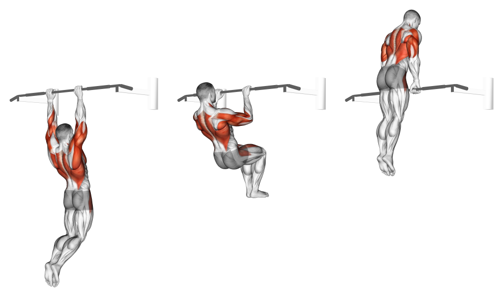 muscle up muscles used