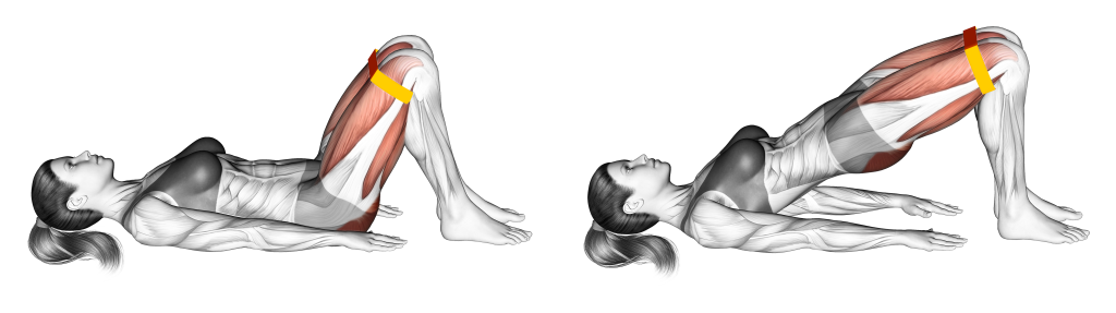 resistance band glute bridge muscles