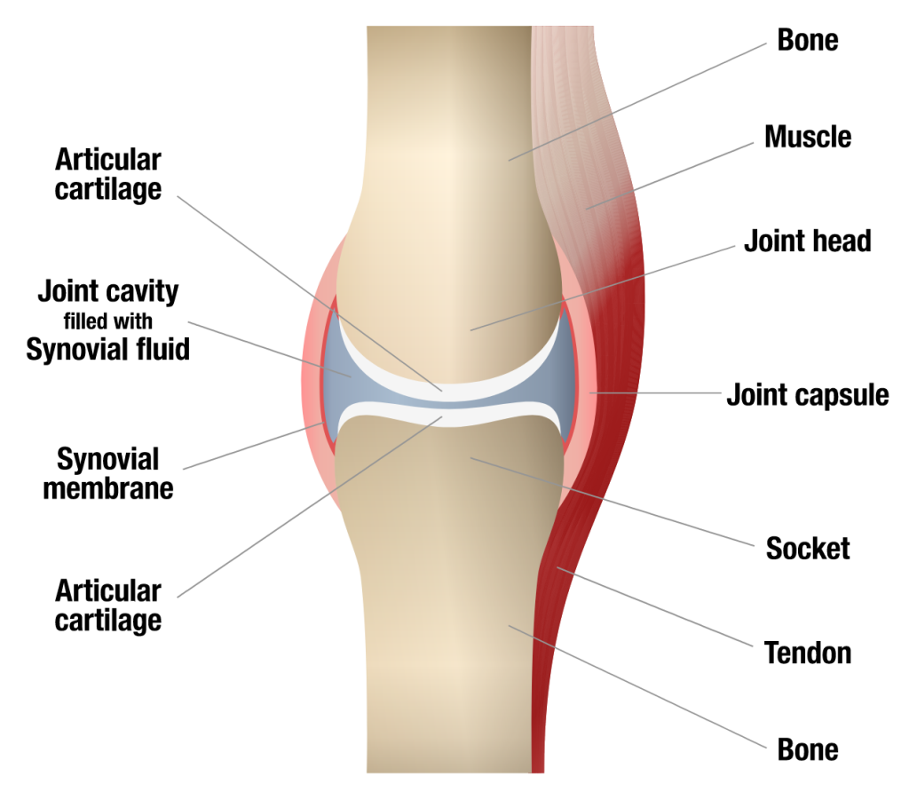 synovial joint
