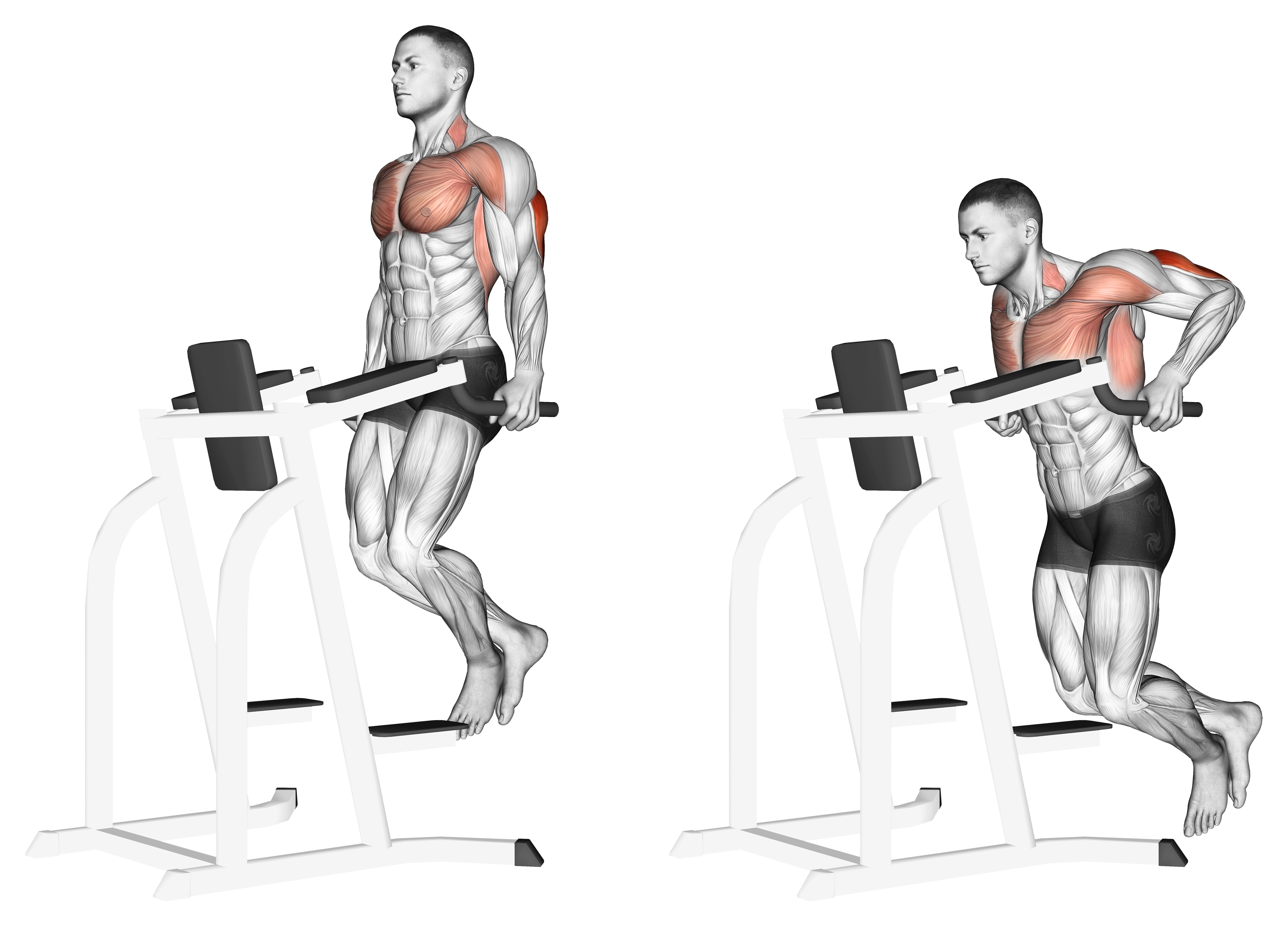 tricep dip muscles