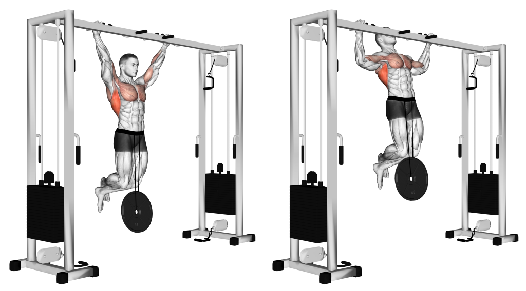 weighted pull up muscles