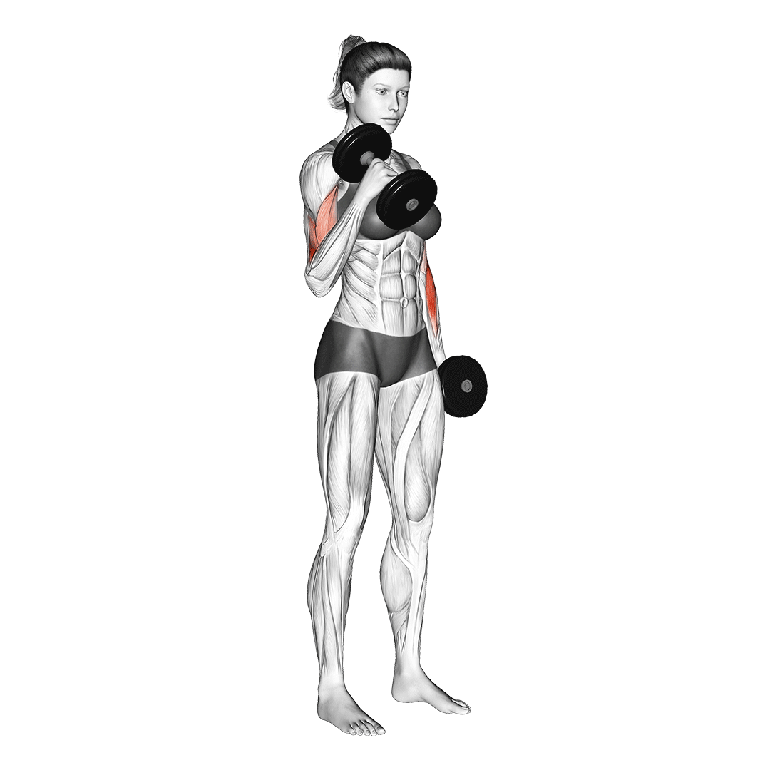 alternating hammer curls