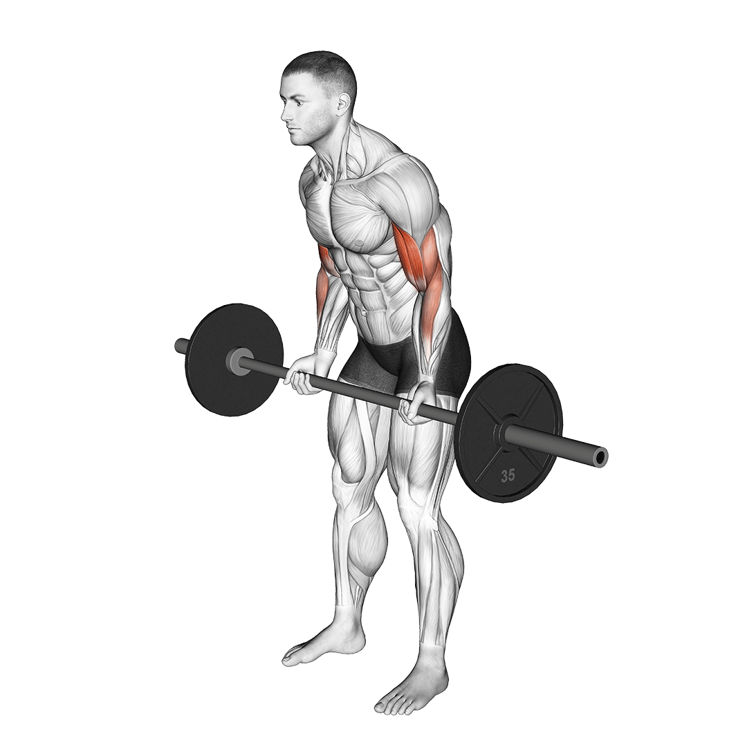 barbell cheat curl