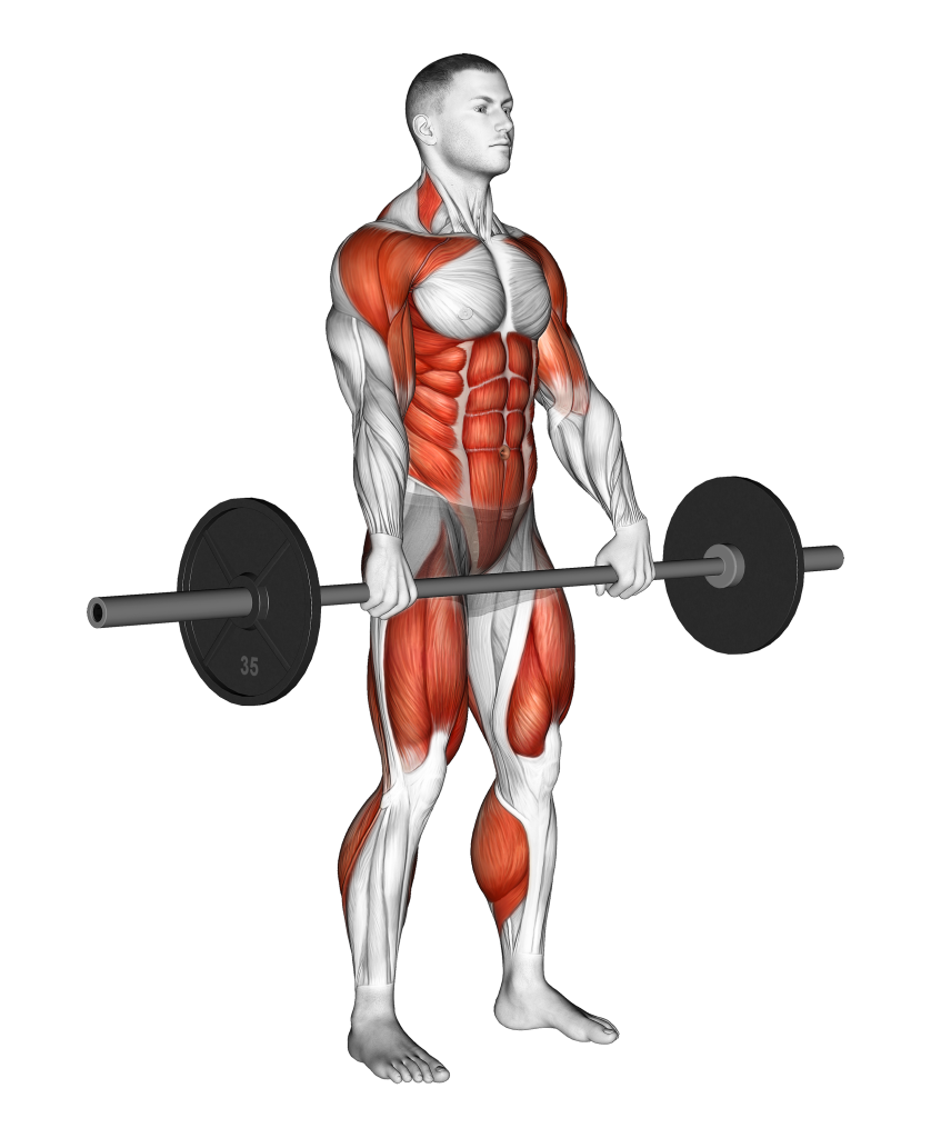 barbell hang clean starting position