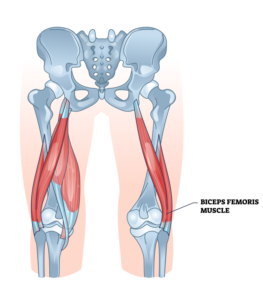 biceps femoris