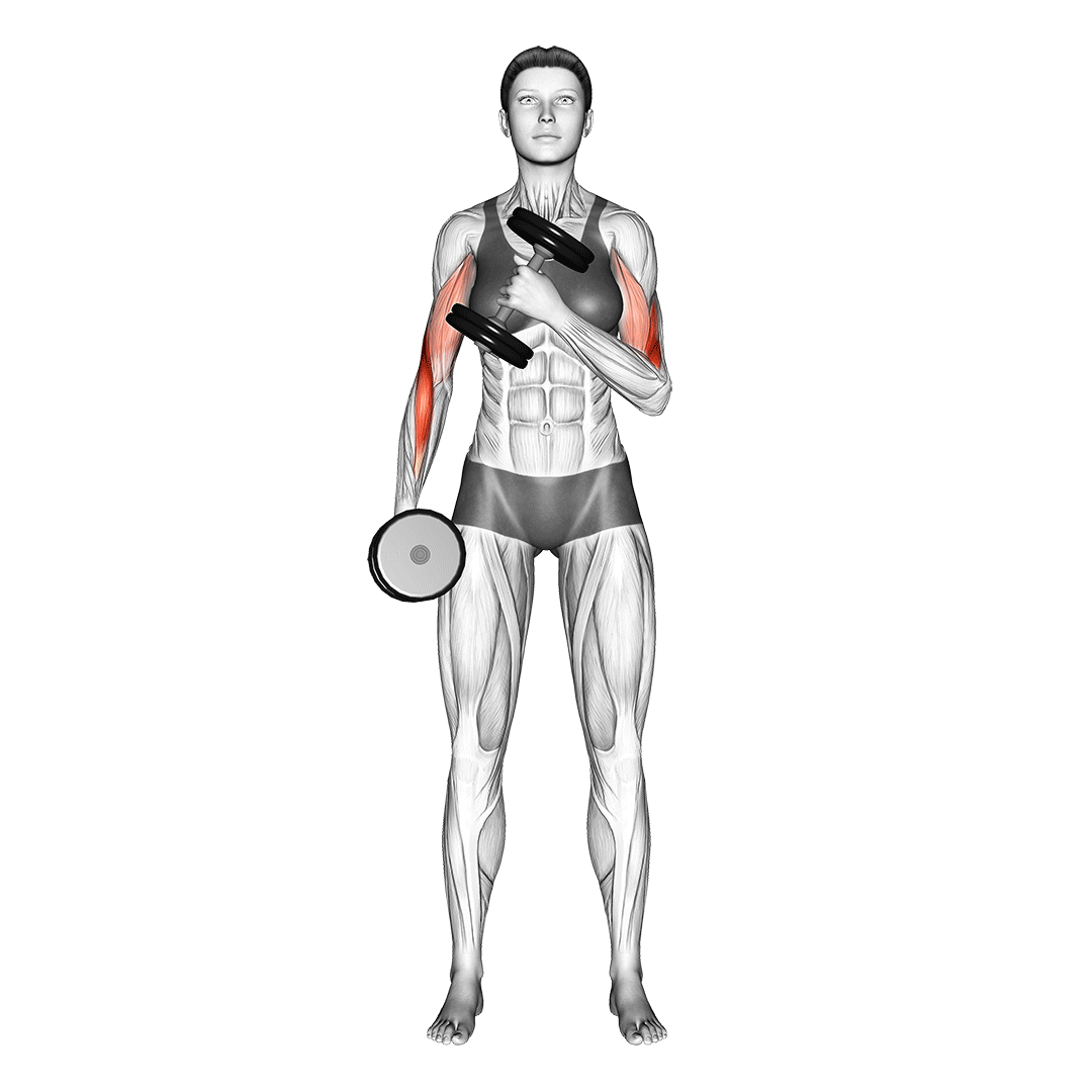 cross body hammer curl