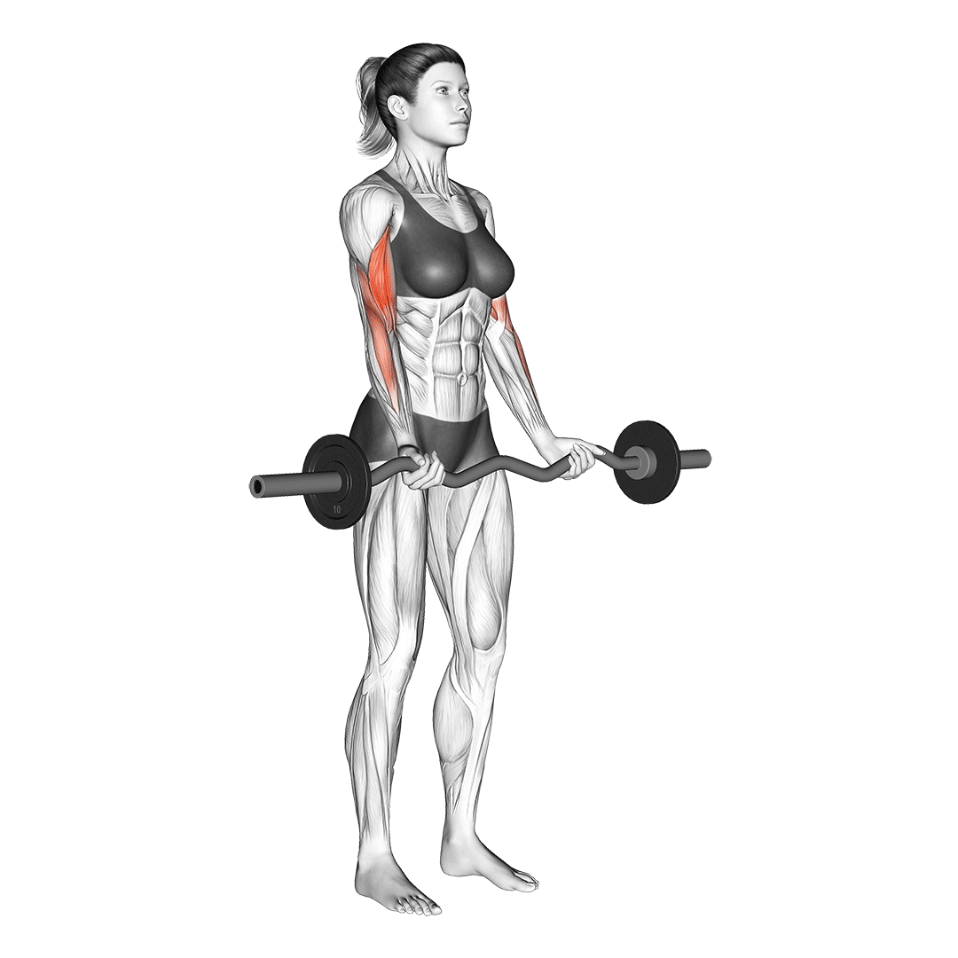 ez bar bicep curl