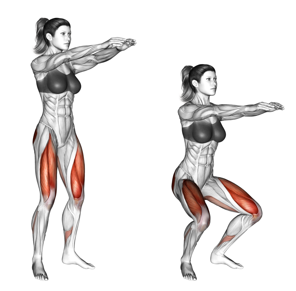 half knee bend squat muscles