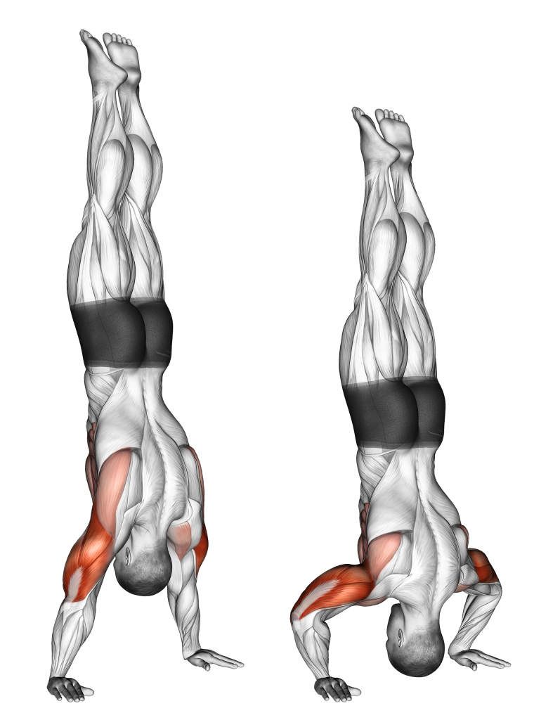 handstand pushup muscles
