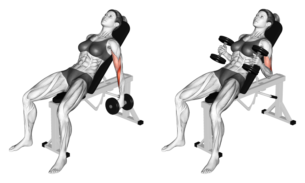incline hammer curl muscles