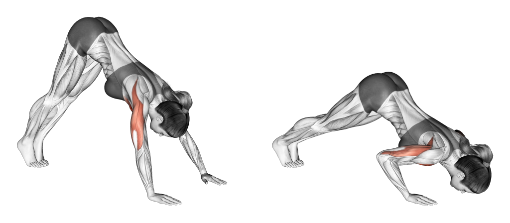 pike push up muscles