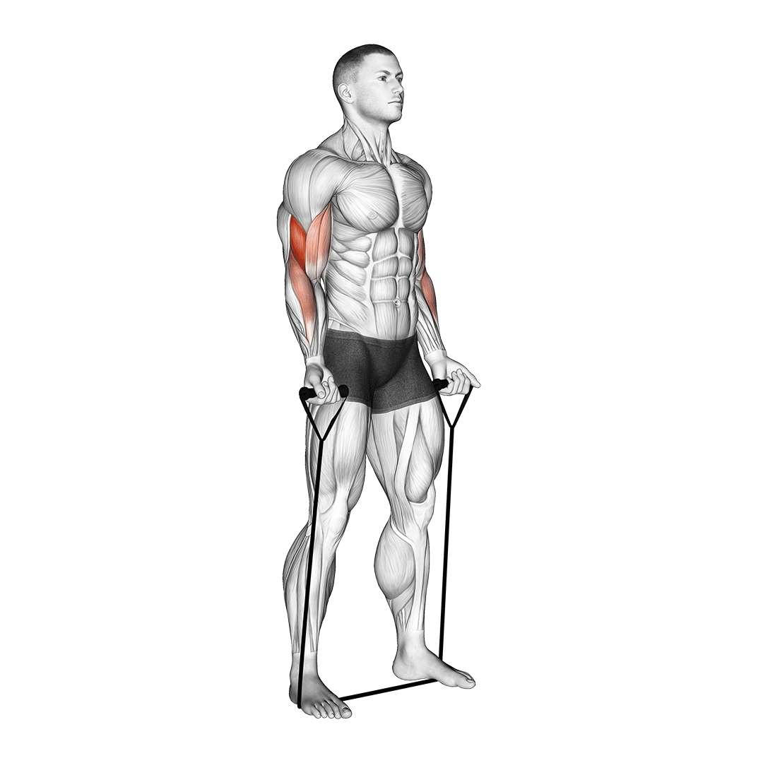 resistance band curls