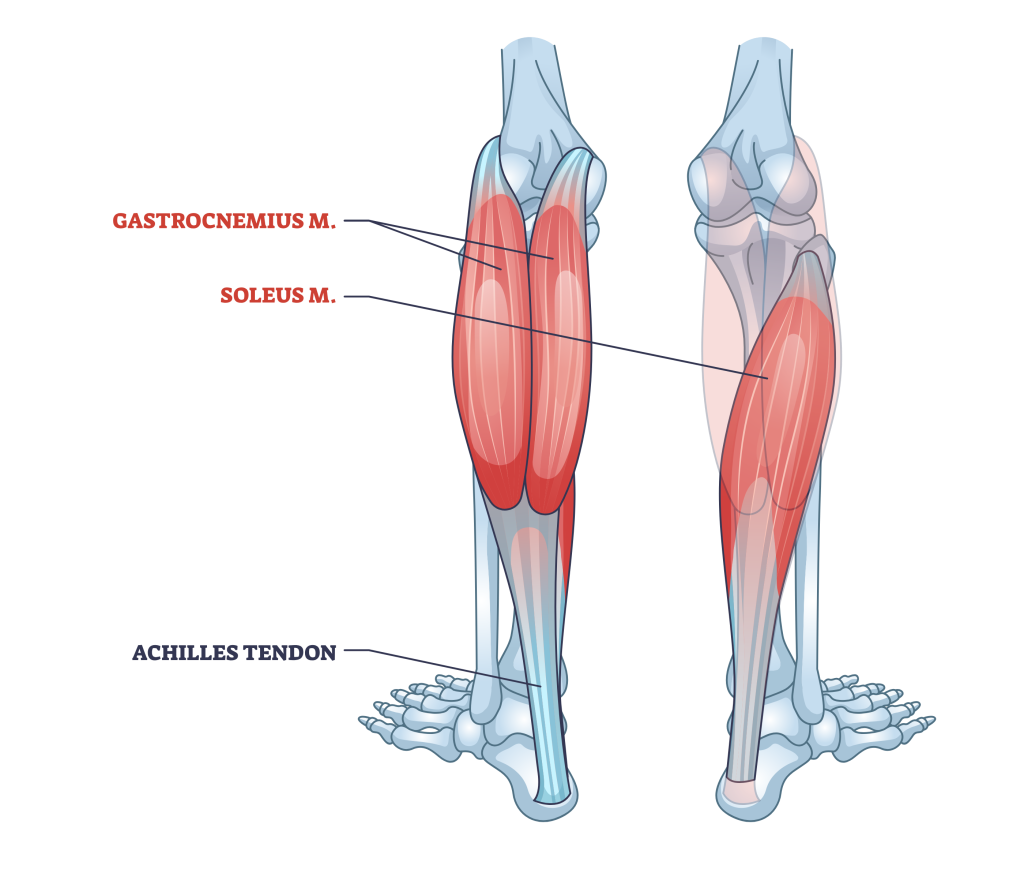 achilles in relation to calf muscles