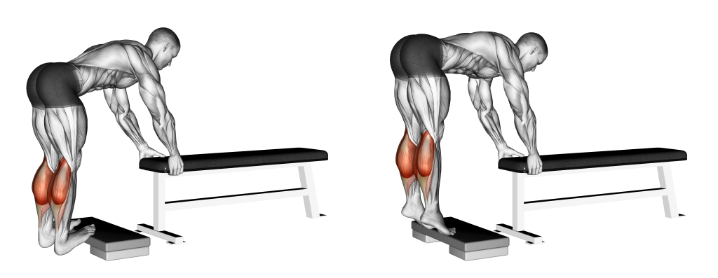 donkey calf raise muscles