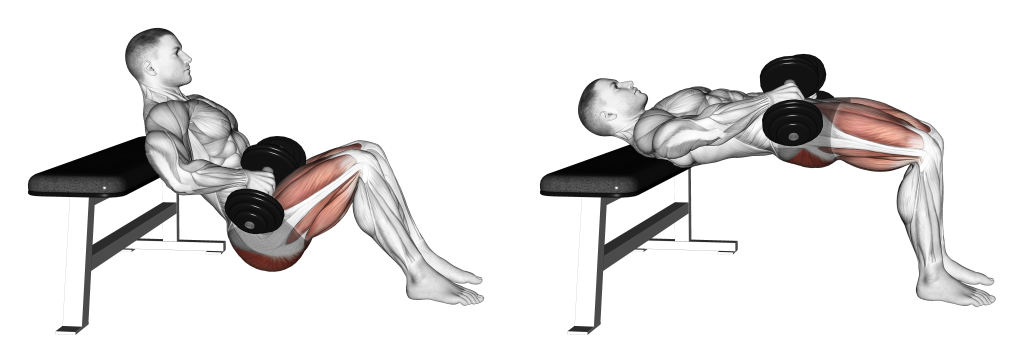 dumbbell hip thrust muscles