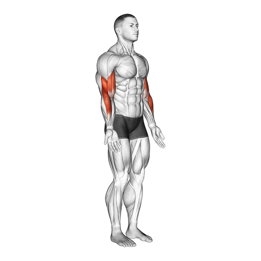 elbow flexion