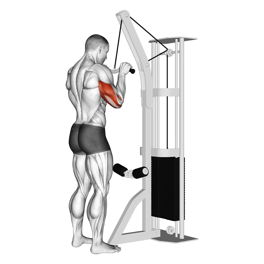 ez bar tricep pushdown