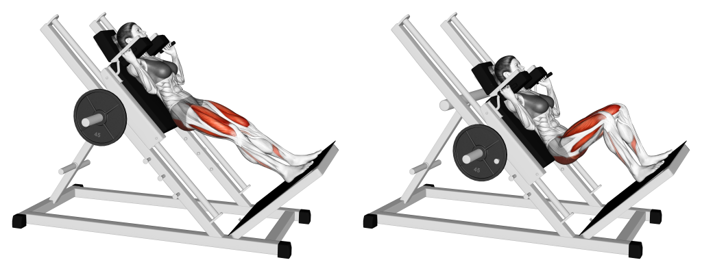 hack squat muscles