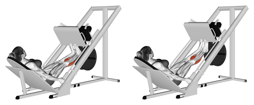 leg press calf raise muscles
