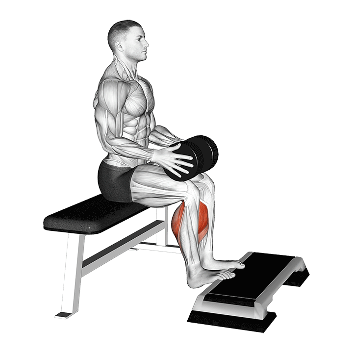 seated calf raise dumbbell