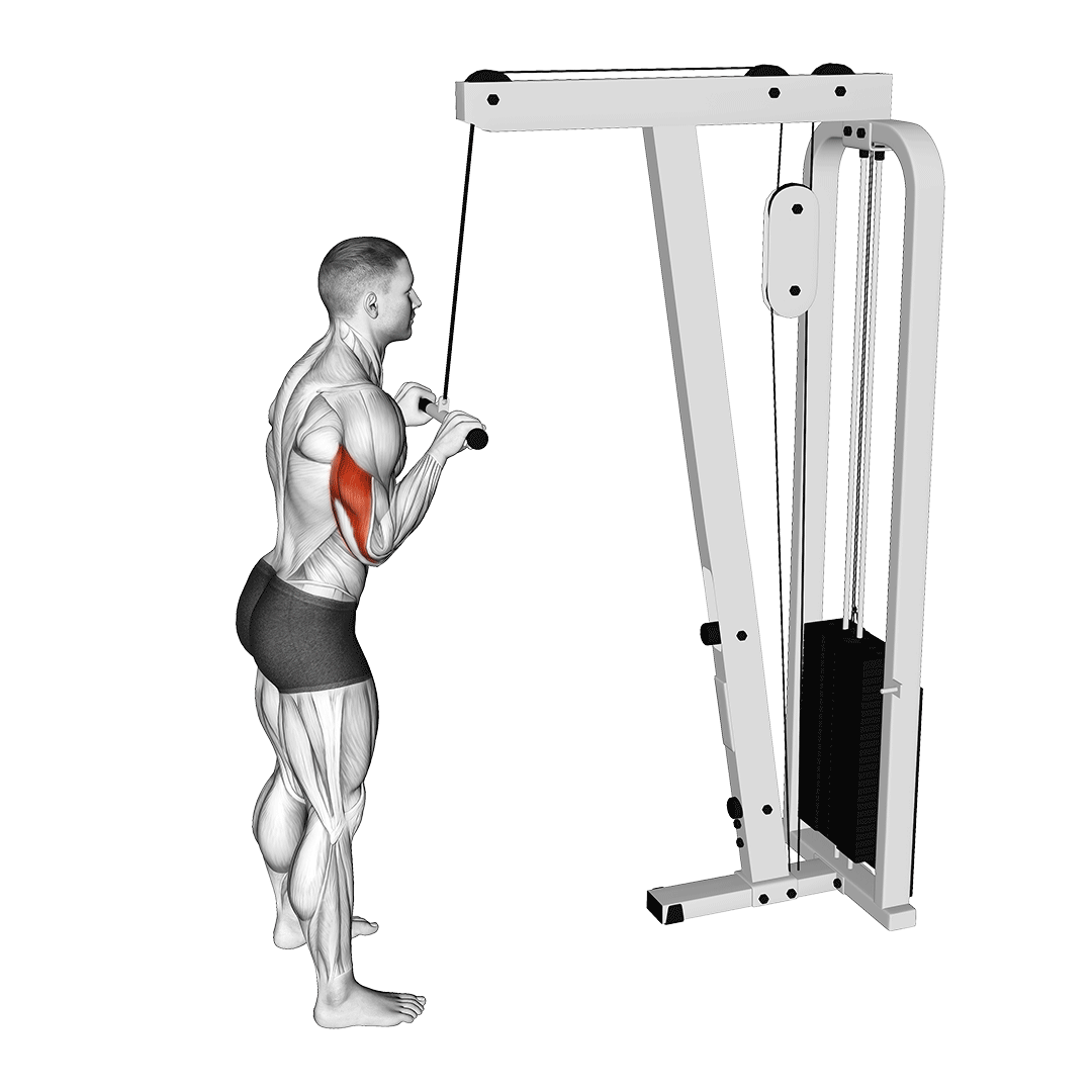 straight bar tricep pushdown