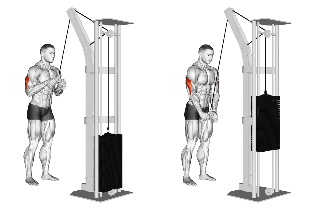 v bar tricep pushdown muscles