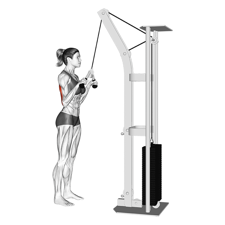 v bar tricep pushdown