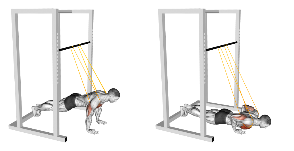 assisted push up muscles