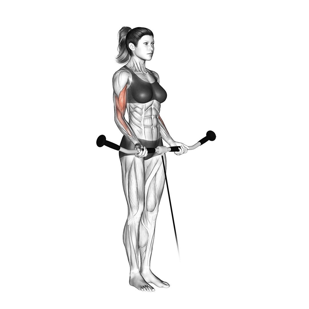 cable bicep curl