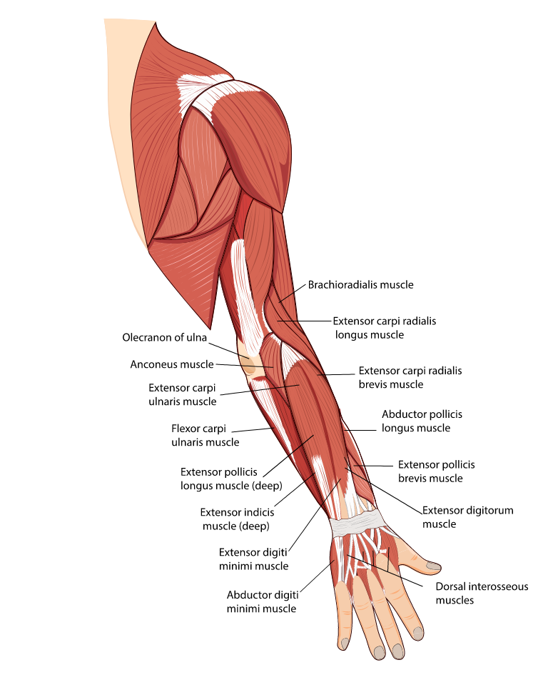 forearm muscles