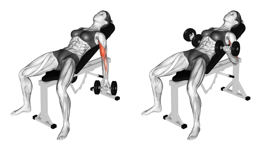 incline dumbbell bicep curls muscles
